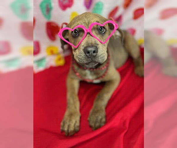 Medium Photo #5 Black Mouth Cur-Catahoula Leopard Dog Mix Puppy For Sale in Pleasanton, TX, USA