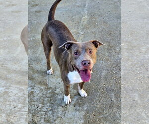 American Pit Bull Terrier-Staffordshire Bull Terrier Mix Dogs for adoption in Jackson, MS, USA