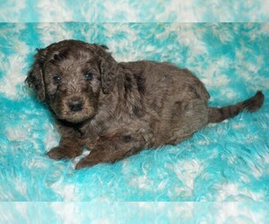 Labradoodle Puppy for sale in LA HABRA, CA, USA