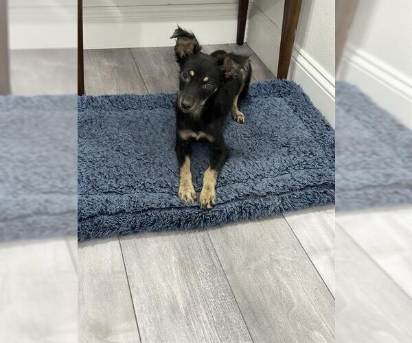 Medium Photo #1 Mutt Puppy For Sale in San Antonio, TX, USA