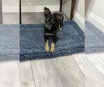 Small Mutt
