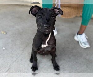 American Pit Bull Terrier-Unknown Mix Dogs for adoption in Germantown, OH, USA