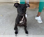 Baron Von Bark - Male American Pit Bull Terrier-Unknown Mix Dog for Adoption - Small photo