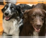 Small #3 Australian Shepherd