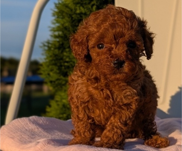 Medium Photo #24 Poodle (Miniature) Puppy For Sale in GOSHEN, IN, USA