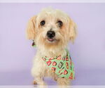 Small #4 Dandie Dinmont Terrier Mix