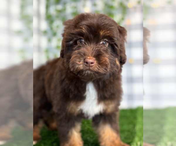 Medium Photo #2 Aussie-Poo Puppy For Sale in MARIETTA, GA, USA