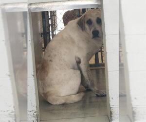 Labrenees Dogs for adoption in Rosenberg, TX, USA
