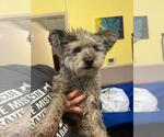 Found stray: J.J. - Male Poodle (Miniature)-Unknown Mix Dog for Adoption - Small photo