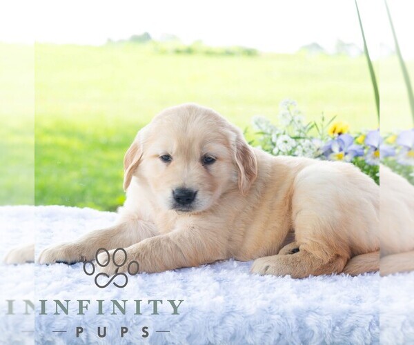 Medium Photo #5 Golden Retriever Puppy For Sale in NEWPORT, PA, USA