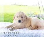 Small #4 Golden Retriever