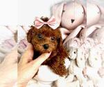 Small #11 Poodle (Toy)