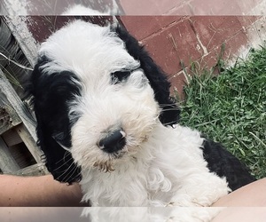 Goldendoodle-Sheepadoodle Mix Puppy for sale in ARAB, AL, USA
