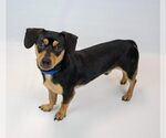 Small #4 Chiweenie