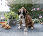Small #2 Boxer