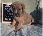 Small Photo #1 Cane Corso Puppy For Sale in MINERAL WELLS, WV, USA