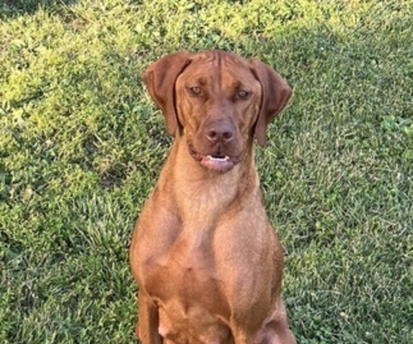 Medium Photo #1 Vizsla Puppy For Sale in OTTUMWA, IA, USA