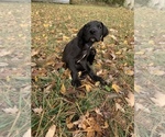 Small Photo #4 Great Dane Puppy For Sale in GARRETT, IN, USA