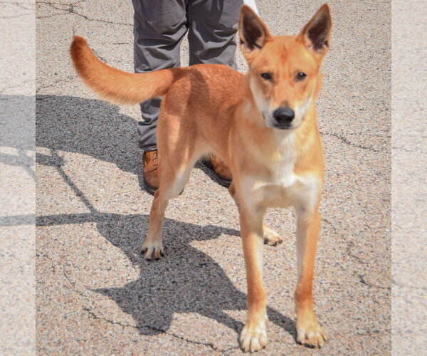 Medium Photo #2 Carolina Dog-German Shepherd Dog Mix Puppy For Sale in Huntley, IL, USA