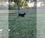 Small #3 Mutt