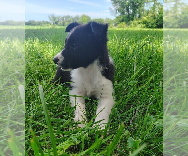 Medium Photo #6 Border Collie Puppy For Sale in NORBORNE, MO, USA