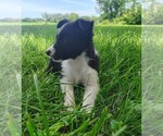 Small Photo #114 Border Collie Puppy For Sale in NORBORNE, MO, USA