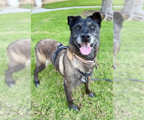 Medium Photo #2 Mutt Puppy For Sale in San Diego, CA, USA