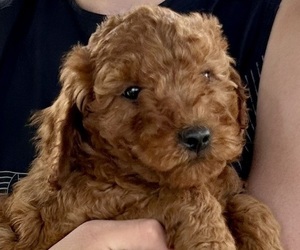 Goldendoodle (Miniature) Puppy for sale in HULL, IA, USA