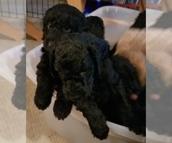 Medium Photo #1 Goldendoodle Puppy For Sale in GAFFNEY, SC, USA