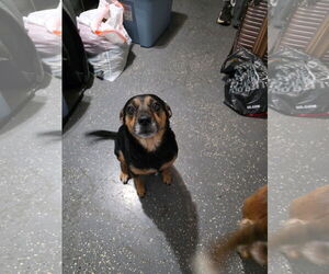 Miniature Pinscher-Unknown Mix Dogs for adoption in New Orleans, LA, USA