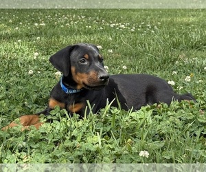 Doberman Pinscher Puppy for sale in NEWTON, NC, USA