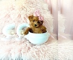 Small #8 Poodle (Toy)