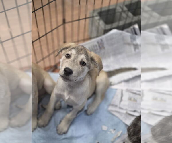 Medium Photo #1 Golden Pyrenees Puppy For Sale in SHERBURNE, NY, USA