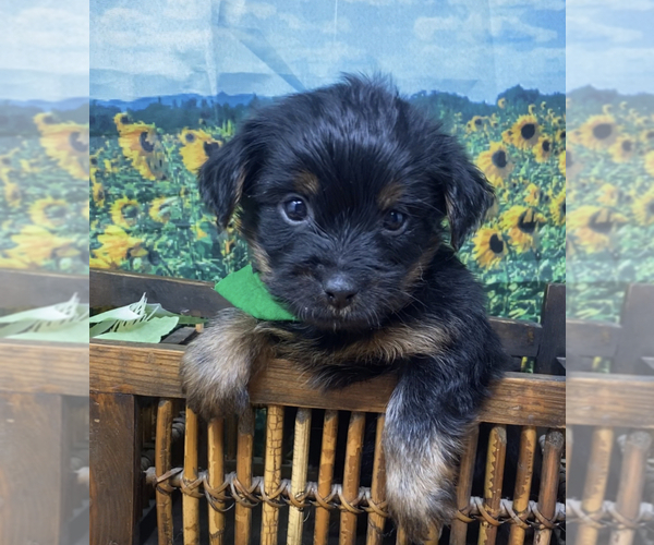 Medium Photo #18 Shorkie Tzu Puppy For Sale in SELLERSBURG, IN, USA