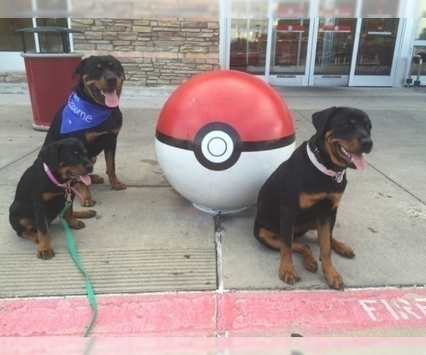 Medium Photo #8 Rottweiler Puppy For Sale in GARLAND, TX, USA