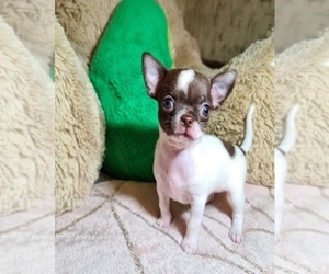 Chihuahua Puppy for sale in CHANDLER, AZ, USA