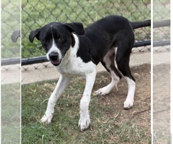 Medium Photo #3 Pointer-Unknown Mix Puppy For Sale in Canton, CT, USA