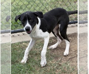 Ranger - Male Pointer-Unknown Mix Dog for Adoption - Photo #3