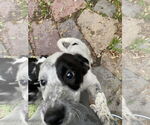 Small #3 Mutt