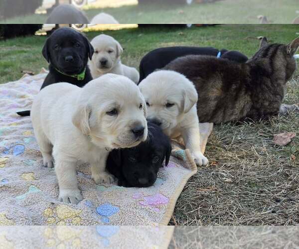 Medium Photo #6 Labrador Retriever Puppy For Sale in OLYMPIA, WA, USA