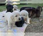 Puppy 5 Labrador Retriever