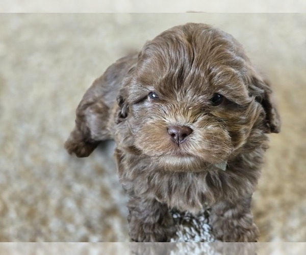 Medium Photo #6 ShihPoo Puppy For Sale in CARLYLE, IL, USA