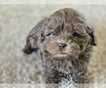 Small #5 ShihPoo