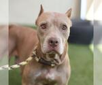 Small American Staffordshire Terrier Mix