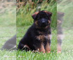 Puppy Puppy 1 German Shepherd Dog