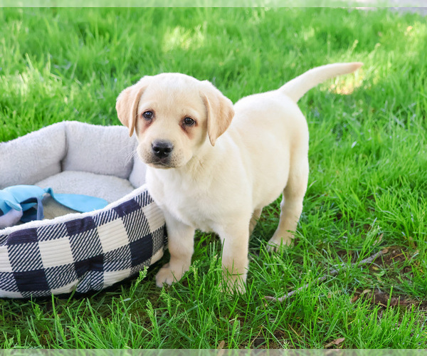 Medium Photo #7 Labrador Retriever Puppy For Sale in SYRACUSE, IN, USA