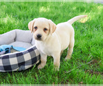 Small #6 Labrador Retriever