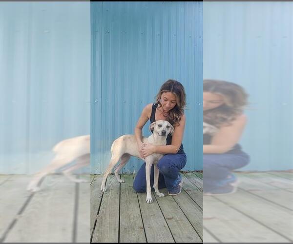 Medium Photo #5 Labrador Retriever-Unknown Mix Puppy For Sale in Murfreesboro, NC, USA