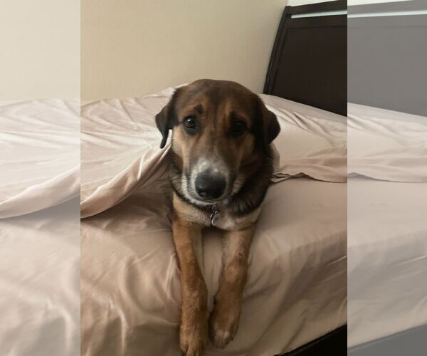 Medium Photo #6 Mutt Puppy For Sale in Fort Worth, TX, USA