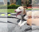 Small #9 Catahoula Leopard Dog Mix